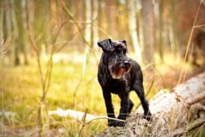 Miniature Schnauzer, a friendly, protective dog breed weighing up to 20 pounds, ideal for families and requiring regular grooming.